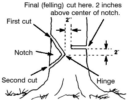 POULAN 2900 - NOTCH CUT AND FELLING THE TREE - 1