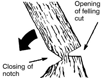 POULAN 2900 - NOTCH CUT AND FELLING THE TREE - 2
