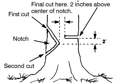 POULAN 2990 - NOTCH CUT AND FELLING THE TREE - 1