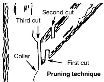 POULAN 3050 - PRUNING - 1