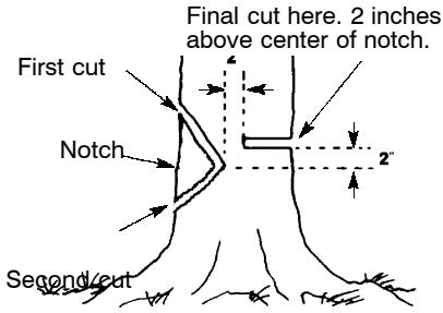 POULAN 3450 - NOTCH CUT AND FELLING THE TREE - 1