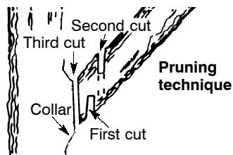 POULAN 3450 - PRUNING - 1