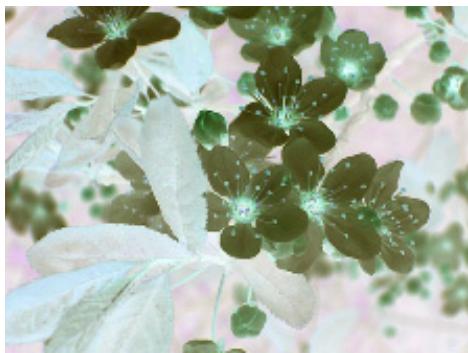 NERO PHOTOSNAP 9 - Further Graphic Effects - 6