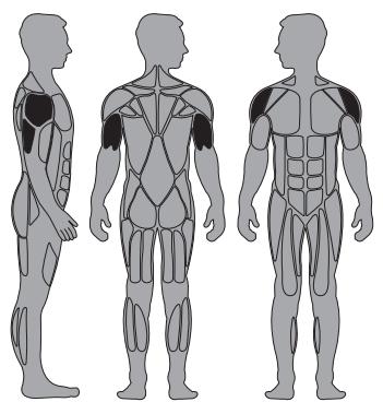 CYBEX INTERNATIONAL 12010 OVERHEAD PRESS - Intended Use - 1