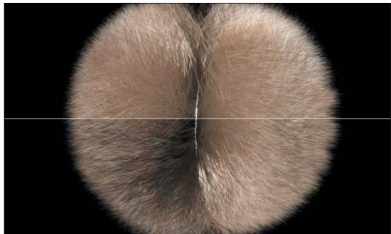 MAXON CINEMA 4D - Recevoir l'ig / intensité - 2