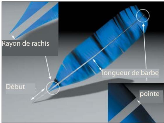 MAXON CINEMA 4D - Rayon de rachis - 1