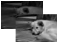 MINOX DC 7411 - Adjust images - 1