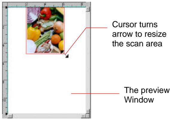 AVISION 1200U - STARTING FINAL SCAN - 2