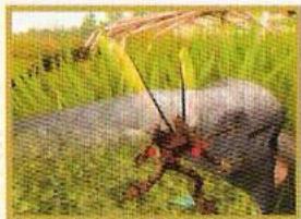 GAMES SONY PS & PSX GAMES SONY PS & PSX ARTHUR ET LES MINIMOYS - Guide gardien volant - 1