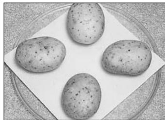 PANASONIC NN-CD560 - DISH SIZE - 1