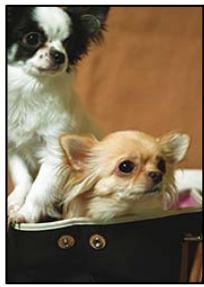 EPSON Workforce WF-2960 - Les bords de l'image sont rognés lors de la copie sans marges - 1