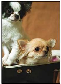 EPSON Workforce WF-2960 - Les bords de l'image sont rognés lors de l'impression sans marges - 1