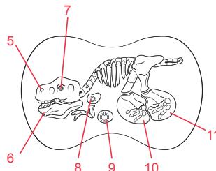 LEXIBOOK RC Velociraptor - FONCTIONNEMENT - 3