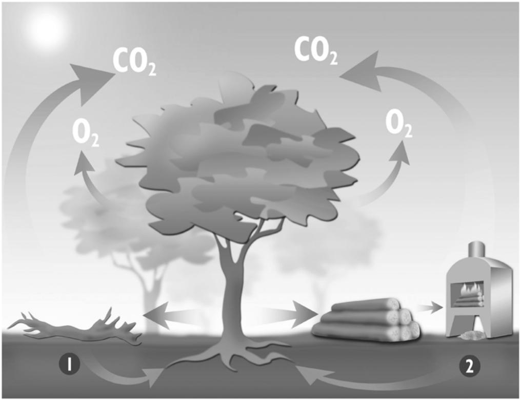 PANADERO delta - HELENA - 1