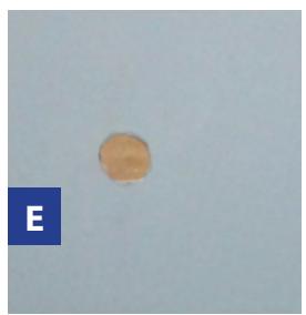 GRE EVORA - Ref. 790206 - 5