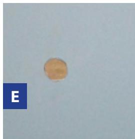 GRE EVORA - Ref. 790206 - 5