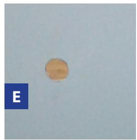 GRE EVORA - Ref. 790206 - 5