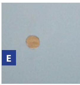 GRE BRAGA - Ref. 790206 - 5