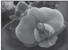 NIKON COOLPIX S1000PJ - Close-up - 1