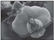 NIKON COOLPIX S1100PJ - Close-up - 1