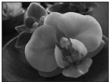 NIKON COOLPIX S610C - Close-up - 2