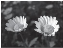 NIKON COOLPIX P300 - Shutter Speed and Aperture Value - 5