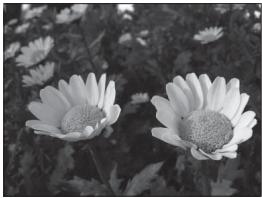 NIKON COOLPIX P300 - Shutter Speed and Aperture Value - 7