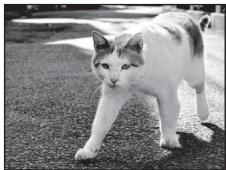 NIKON COOLPIX P300 - SCENE → Pet portrait - 1