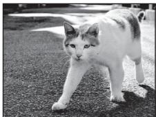 NIKON COOLPIX P500 - SCENE  Pet portrait - 1