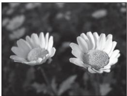 NIKON COOLPIX P500 - Aperture Value - 1