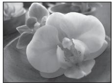NIKON COOLPIX P500 - SCENE  Close-up - 1