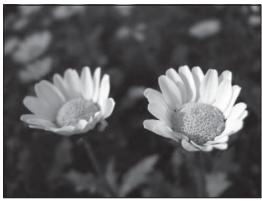 NIKON COOLPIX P7000 - Adjusting the Aperture Value - 1