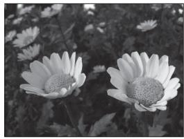 NIKON COOLPIX P7000 - Adjusting the Aperture Value - 3