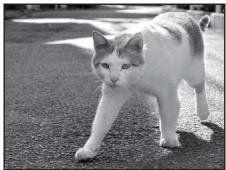 NIKON COOLPIX S3100 - Pet portrait - 1