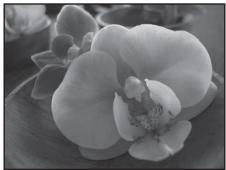 NIKON COOLPIX S3100 - Close-up - 1