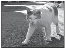 NIKON COOLPIX S9100 - SCENE → Pet portrait - 1