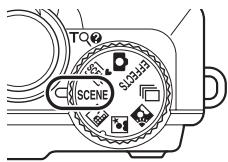 TOQ SCENE S123453