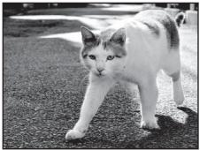 NIKON COOLPIX P510 - SCENE  Pet portrait - 1