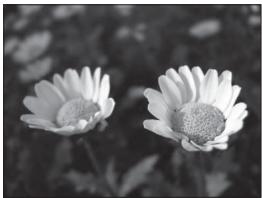 NIKON COOLPIX P510 - Adjusting the Aperture Value - 1