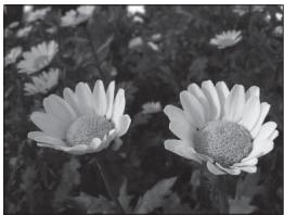 NIKON COOLPIX P510 - Adjusting the Aperture Value - 3