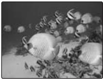 FUJIFILM FINEPIX F40FD - UNDERWATER - 1