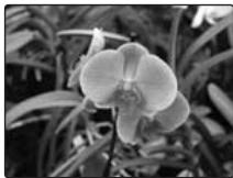 FUJIFILM FINEPIX S800 - * FLOWER - 1