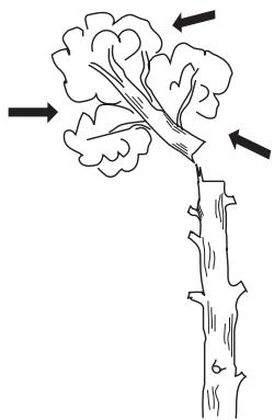HUSQVARNA 338 XPT - Felling direction - 2