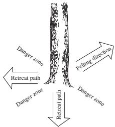 HUSQVARNA 345 E - Clearing the trunk and preparing your retreat - 2
