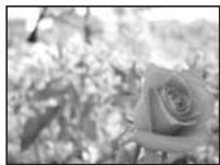 OLYMPUS E-450 - Aperture priority shooting - 1