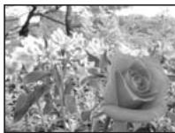 OLYMPUS E-450 - Aperture priority shooting - 2