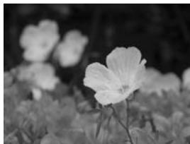 OLYMPUS E-450 - Using exposure compensation - 1