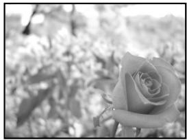 OLYMPUS CAMEDIA E-300 - A : Aperture priority shooting - 1