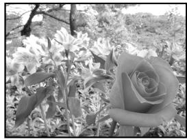 OLYMPUS CAMEDIA E-300 - A : Aperture priority shooting - 2