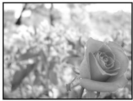 OLYMPUS E-300 - A : Aperture priority shooting - 1